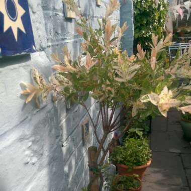 Dappled Willow 'Hakuro-nishiki'