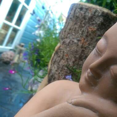 Sarah's garden