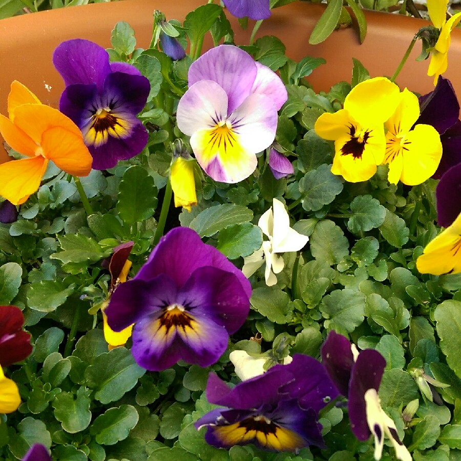 Plant image Viola Matrix Midnight Glow