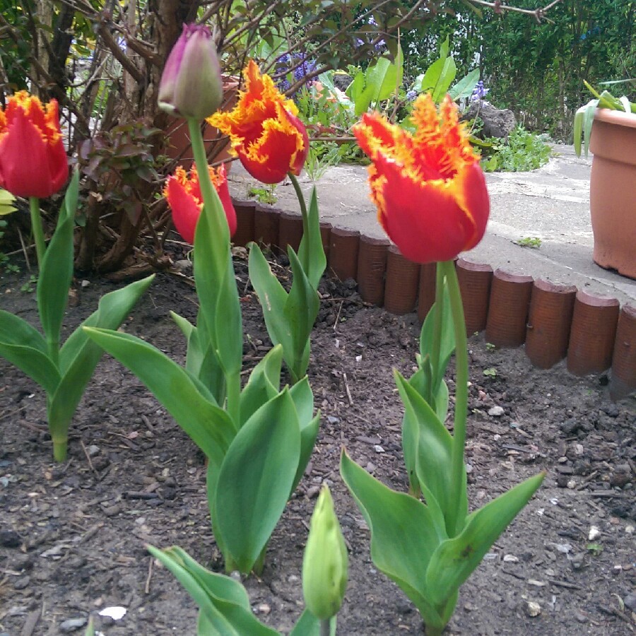 Plant image Tulipa 'Lambada'