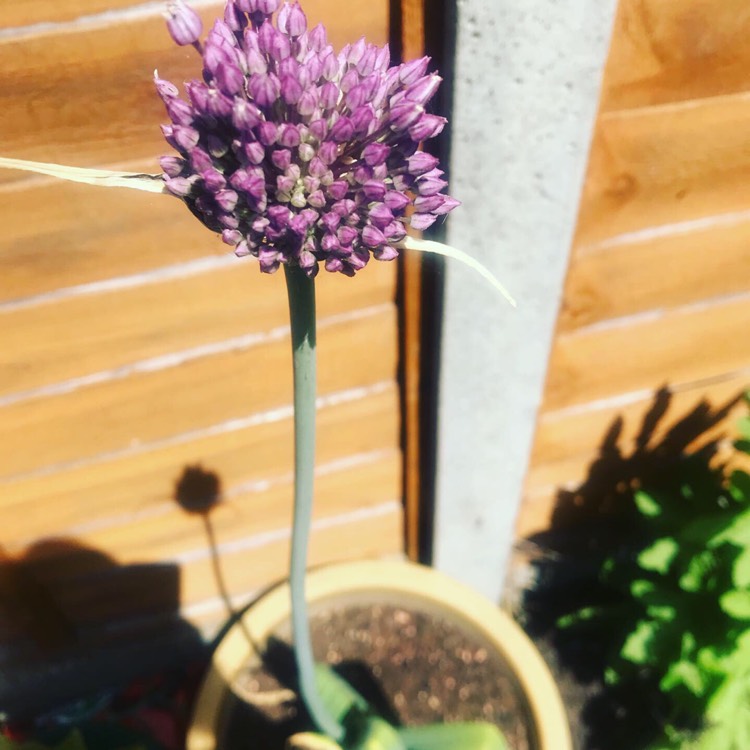 plant image 1096736