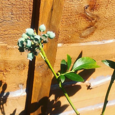 Blueberry 'Bluecrop'
