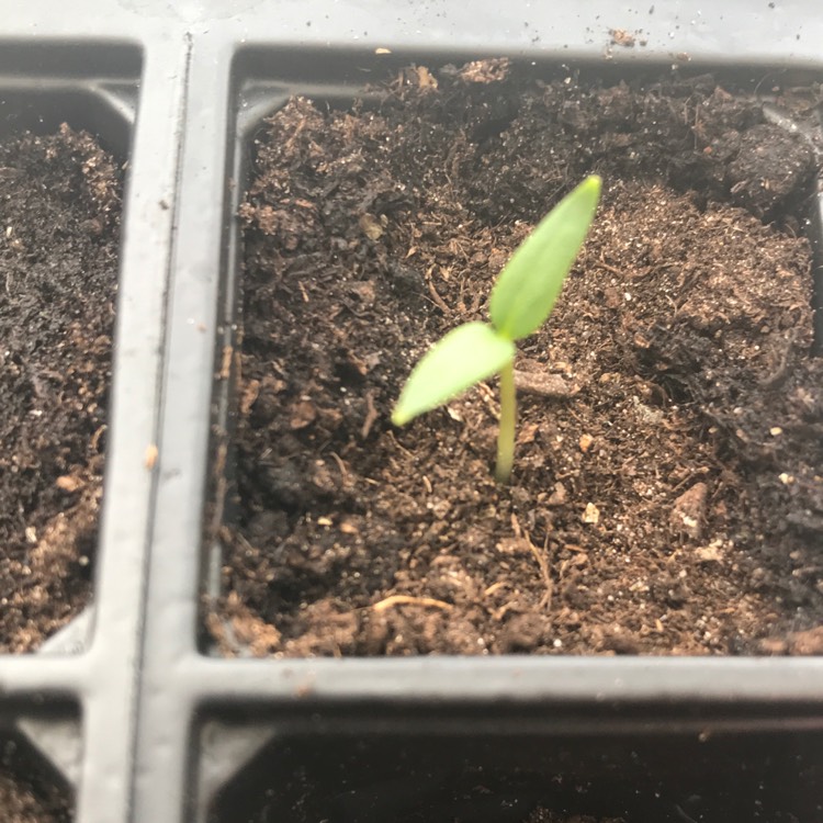 Plant image Capsicum 'Mini Bell'