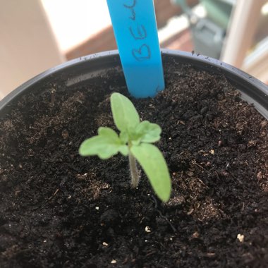 Tomato 'Minibel' (Cherry Tomato)