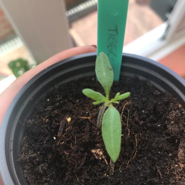 Tomato 'Tigerella'