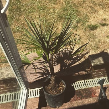 Chinese Windmill Palm