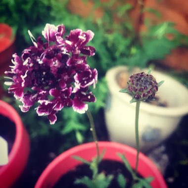 Scabious