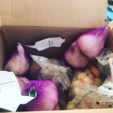 Elephant Garlic
