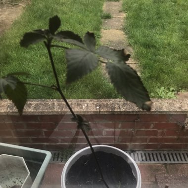 Blackberry 'Oregon Thornless'