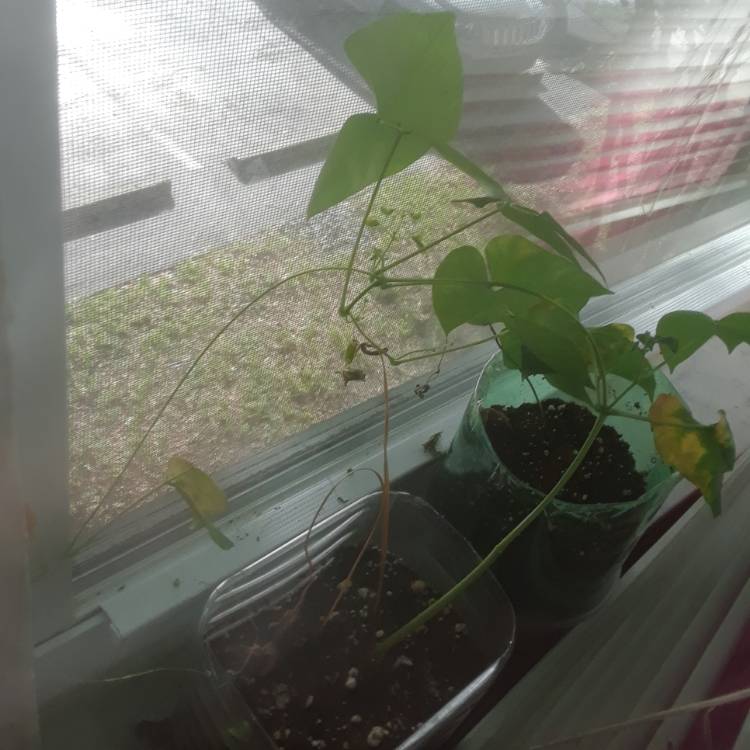 Plant image Phaseolus vulgaris