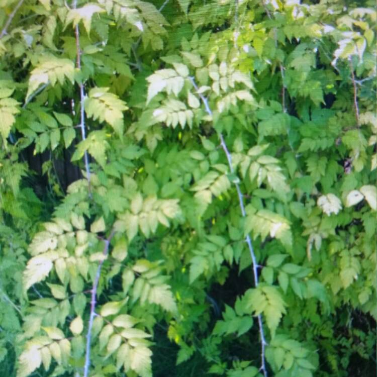 Plant image Rubus Cockburnianus 'Goldenvale' syn. Rubus cockburnianus 'Wyego'