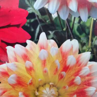Bedding Dahlia