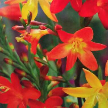 Montbretia