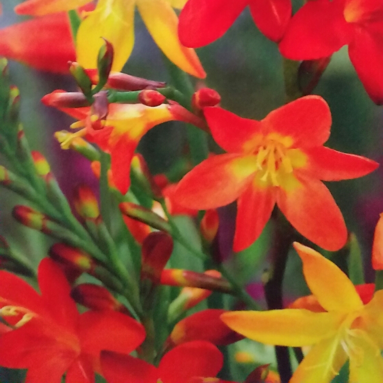 plant image 673535