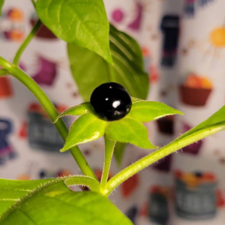 plant image 1638227
