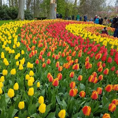Tulipa