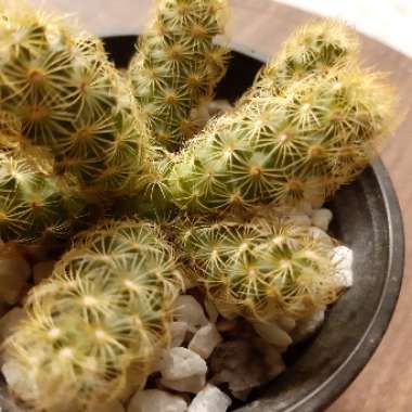 Mammillaria elongata
