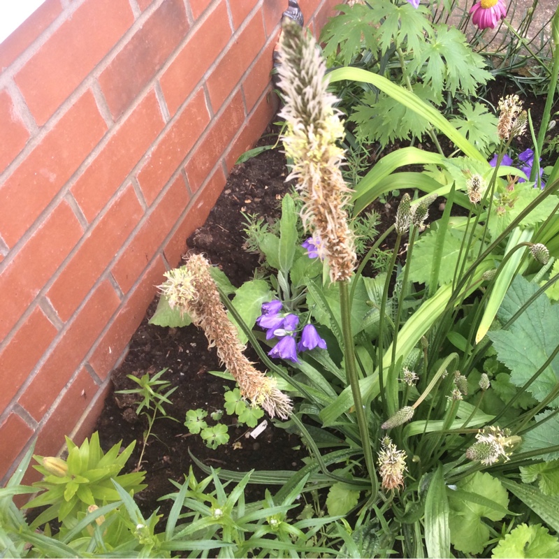 Janice's garden