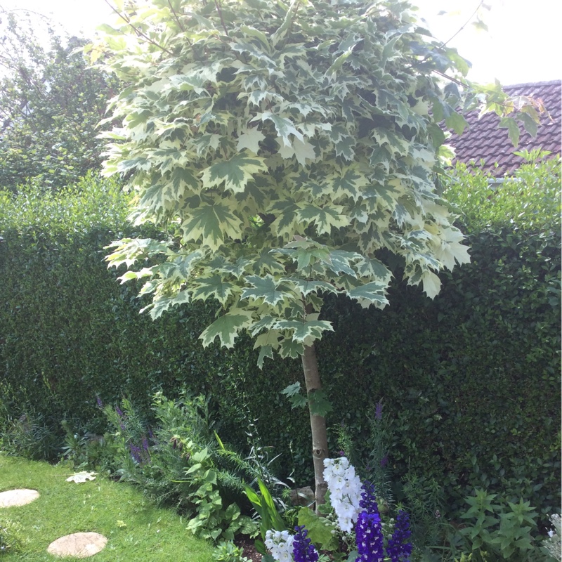 Janice's garden