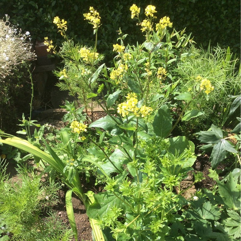 Janice's garden