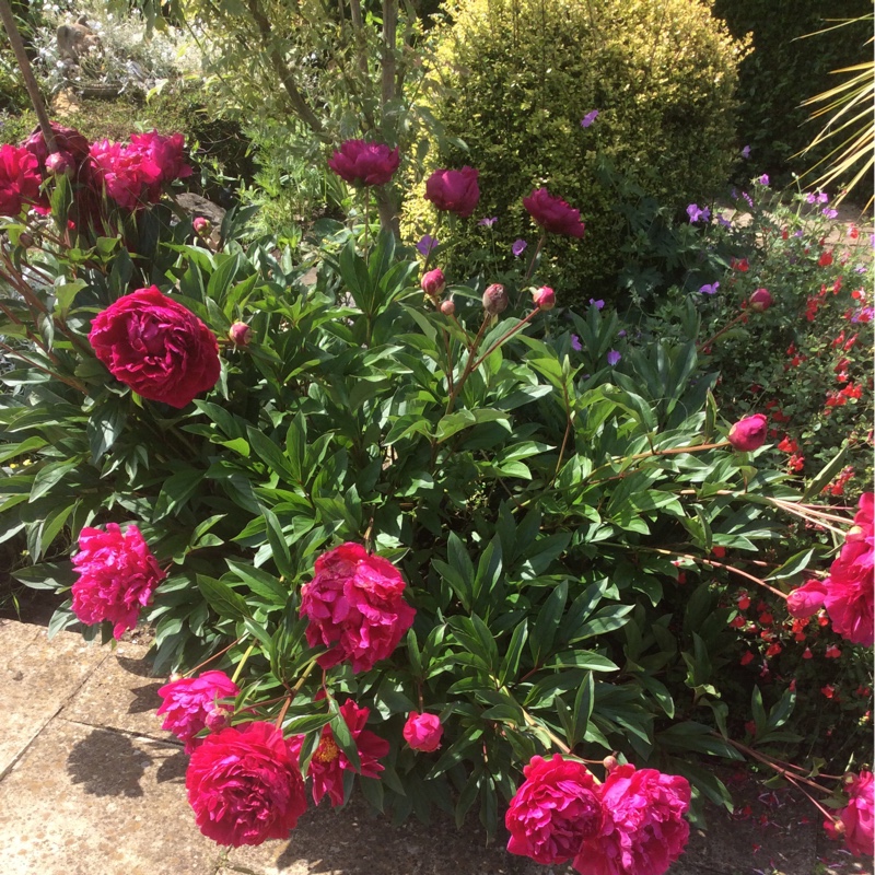 Janice's garden