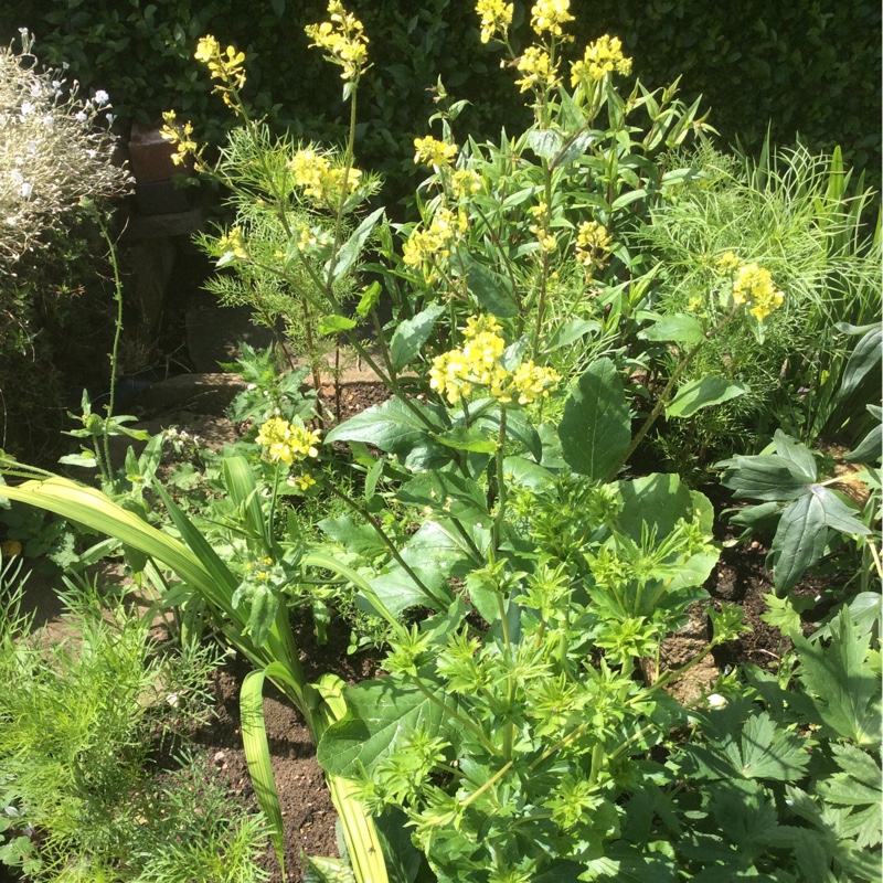 Janice's garden