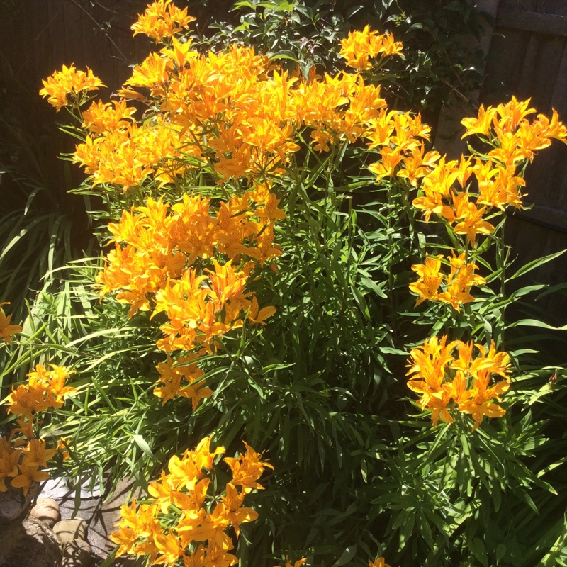 Janice's garden