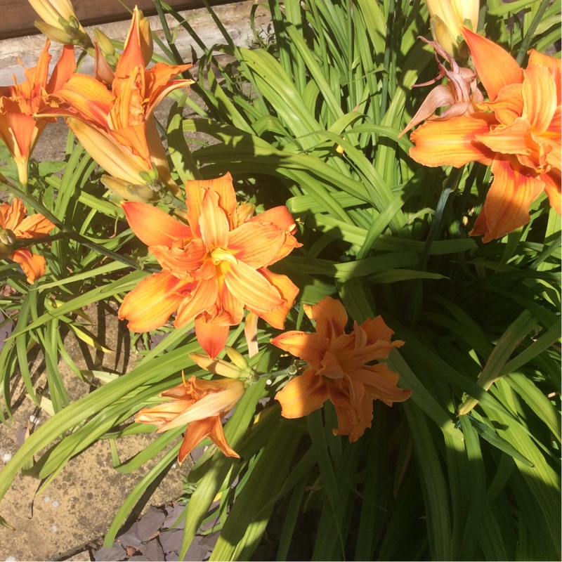 Janice's garden