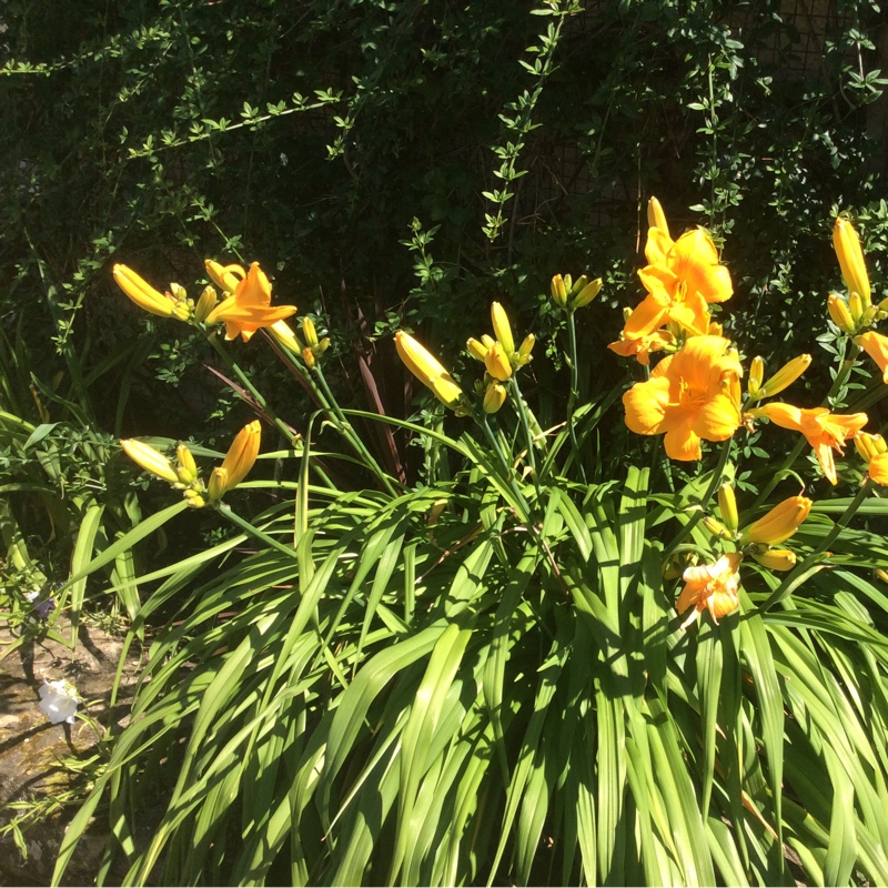 Janice's garden
