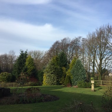Daniel's garden