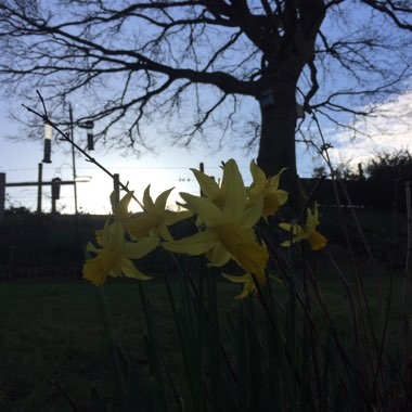 Daniel's garden