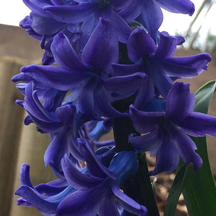 plant image 340313