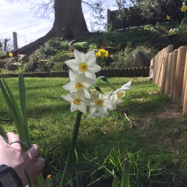 Daffodil