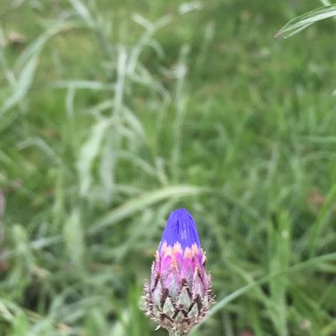 Cornflower
