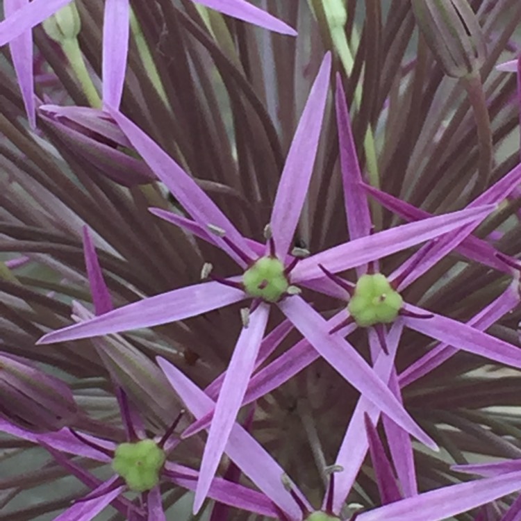 plant image 450937