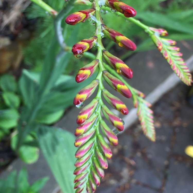 plant image 467684