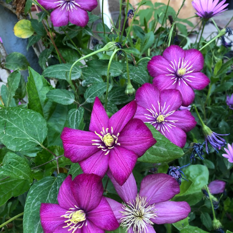 plant image 1267910
