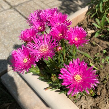 Badr's garden