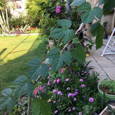 Badr's garden