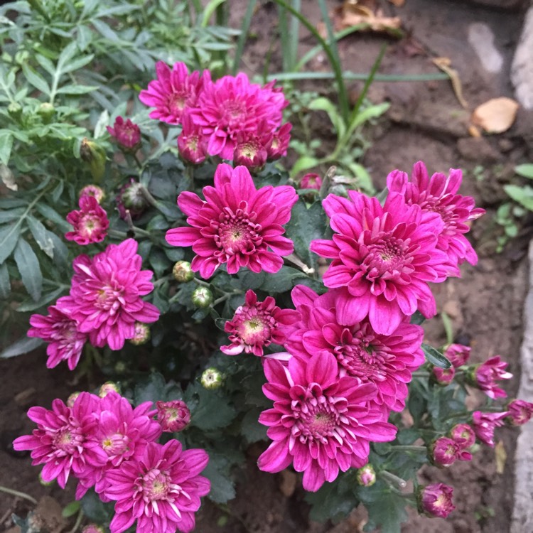 Plant image Chrysanthemum 'Gompie Pink'