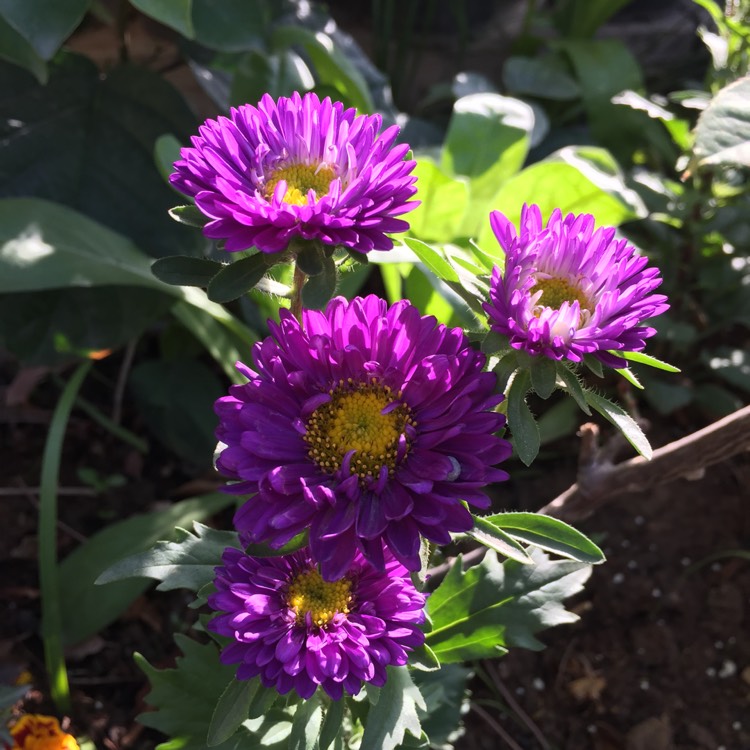 plant image 595558