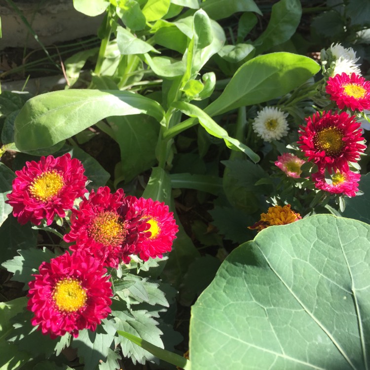 plant image 596895