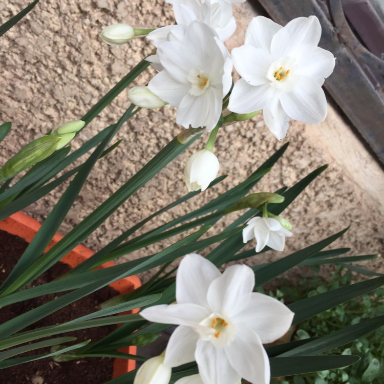 Plant image Narcissus papyraceus 'Galilee' syn. Narcissus 'Galil', Narcissus 'Galille'