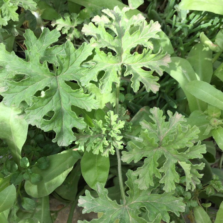 plant image 605394 plant image 605394