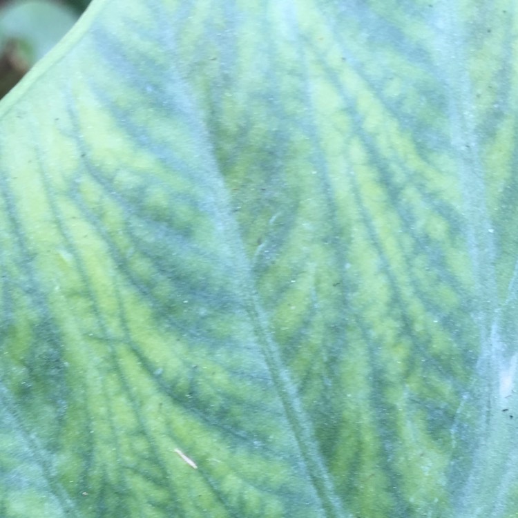 plant image 607518