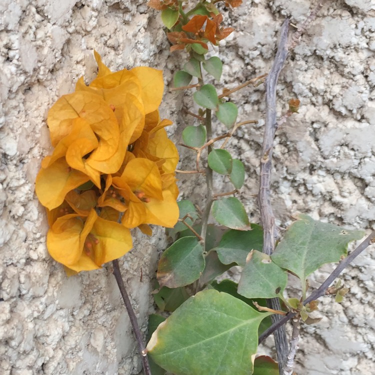 Plant image Bougainvillea 'California Gold'