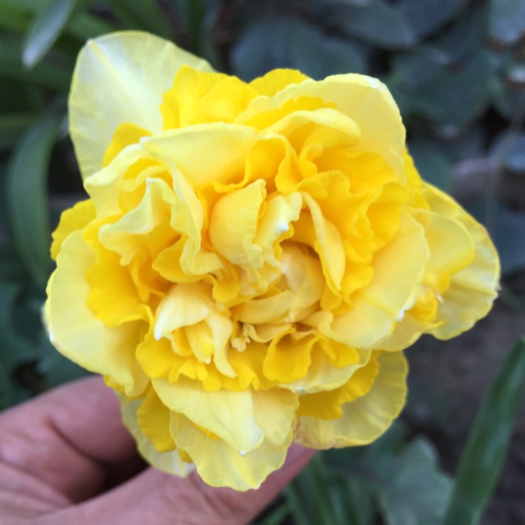 Plant image Narcissus 'Sweet Pomponette'