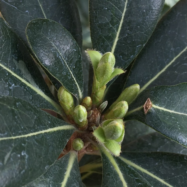Plant image Pittosporum tobira 'Miss Muffet'