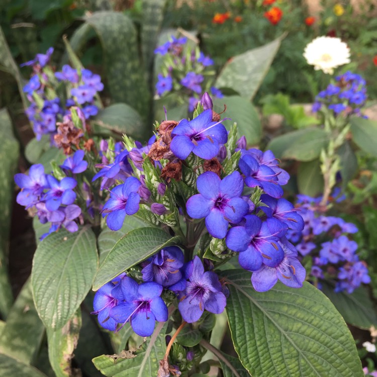 plant image 628465