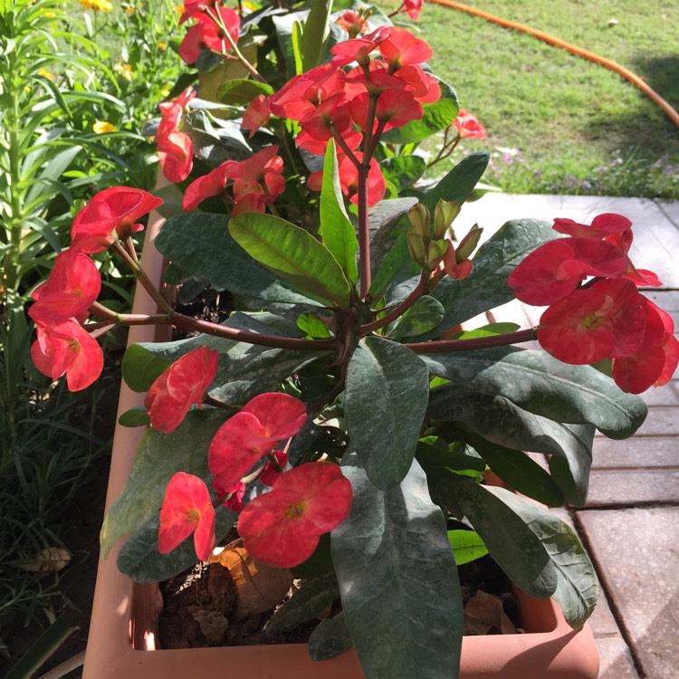 Plant image Euphorbia Milii 'Giant Thai Red'